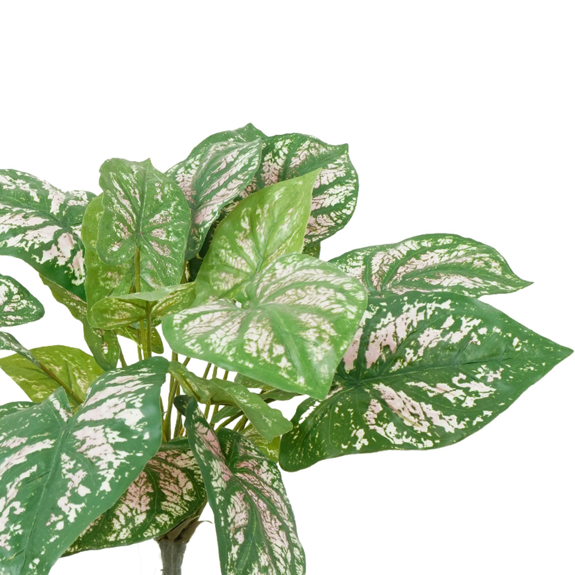 19" Green Caladium Bush by Ashland®